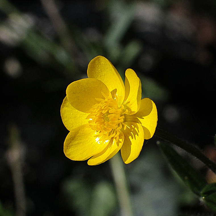 Ranunculus neapolitanus / Ranuncolo napoletano