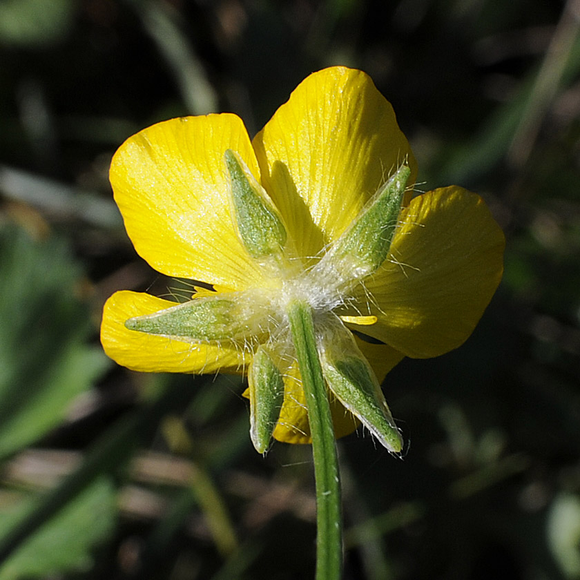 Ranunculus neapolitanus / Ranuncolo napoletano