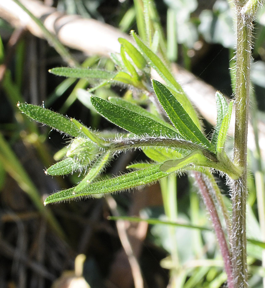 Ranunculus neapolitanus / Ranuncolo napoletano
