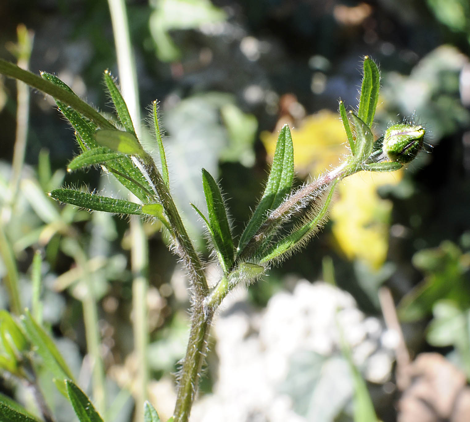 Ranunculus neapolitanus / Ranuncolo napoletano