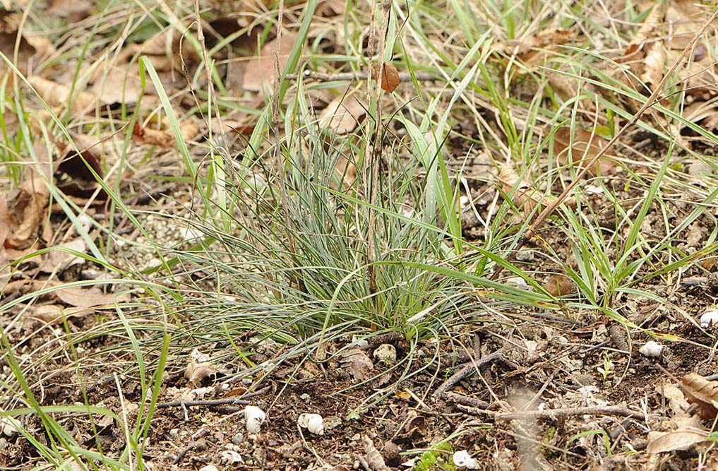 Dianthus sylvestris subsp. sylvestris / Garofano selvatico