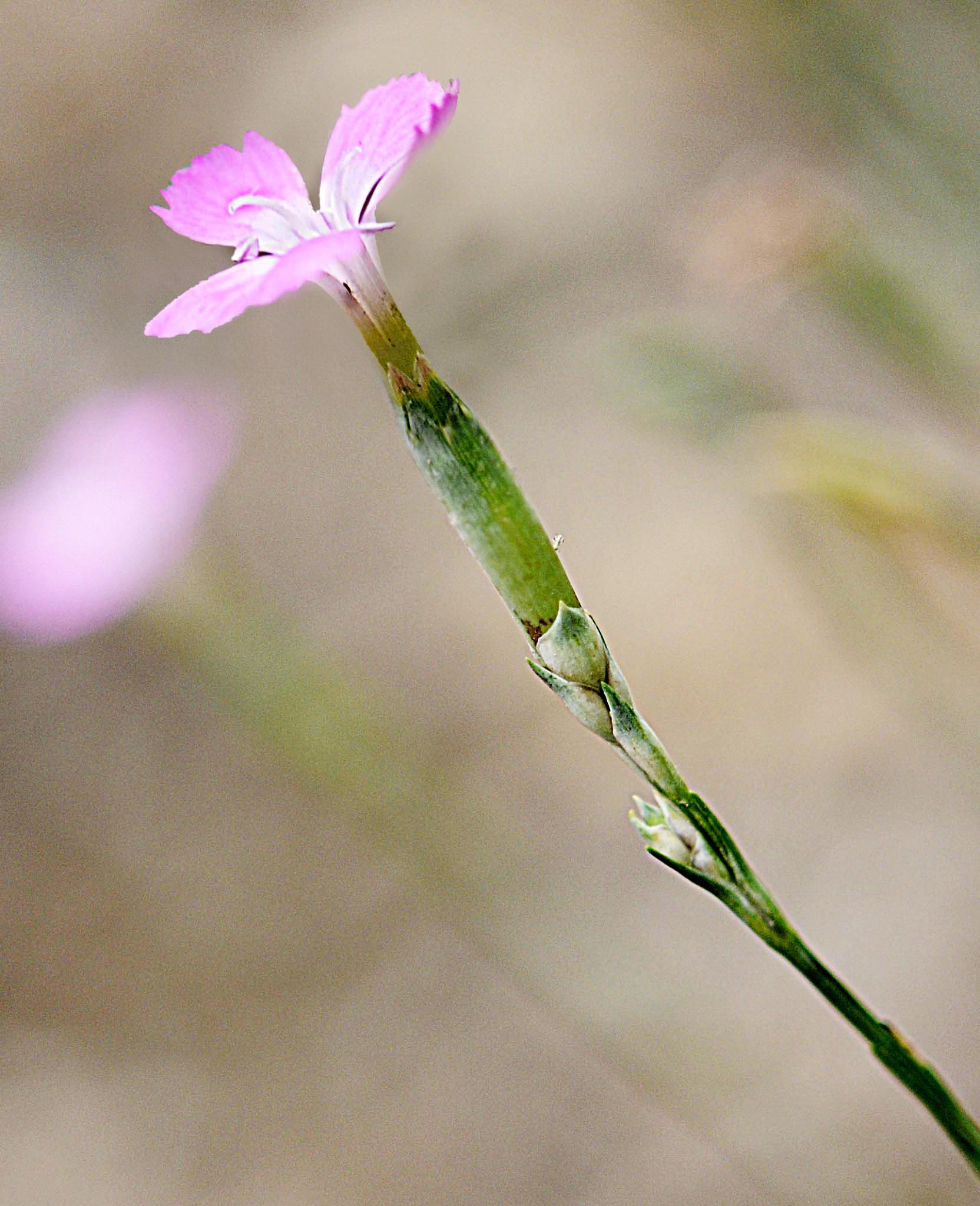 Dianthus sylvestris subsp. sylvestris / Garofano selvatico