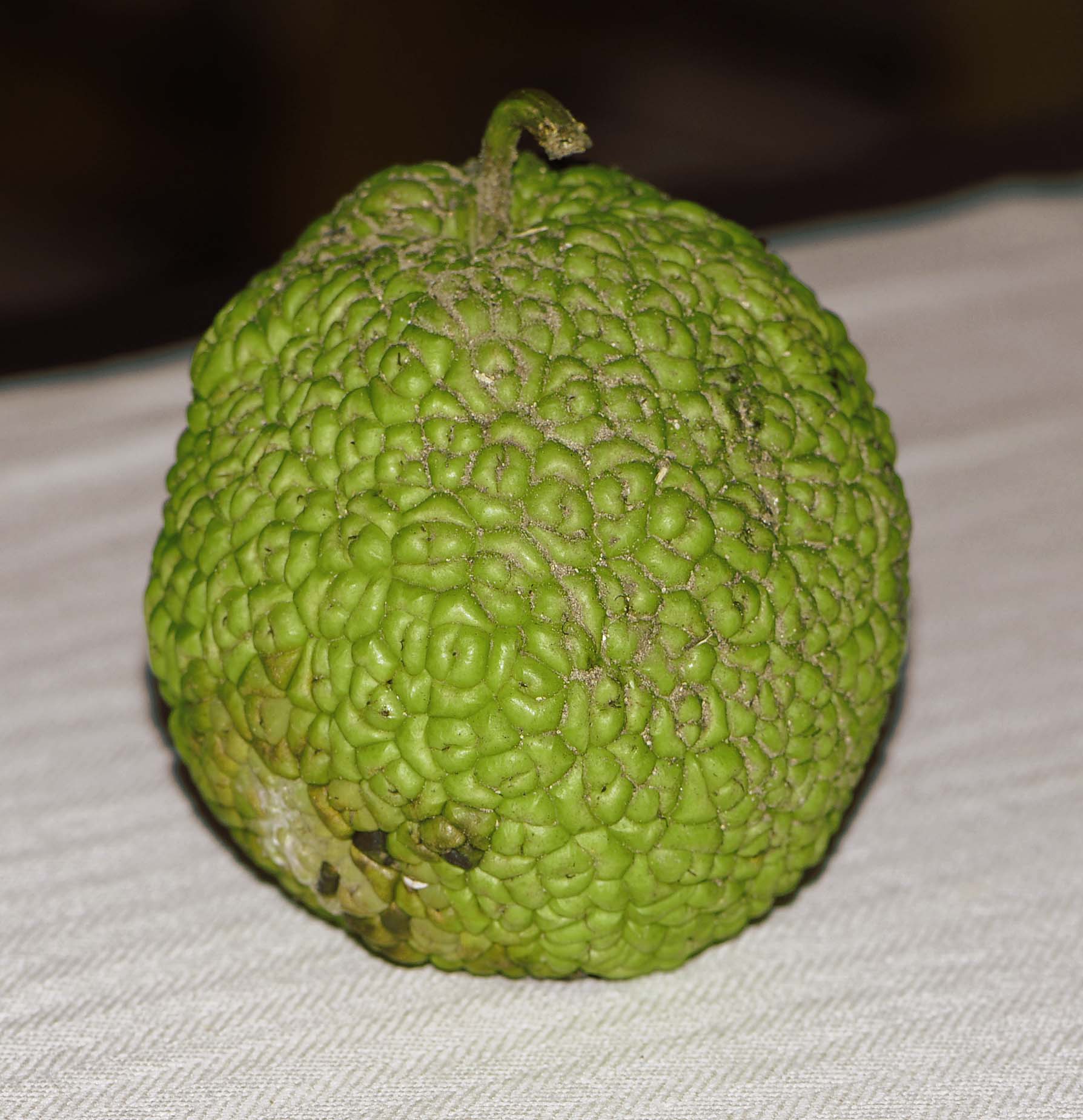 Maclura pomifera