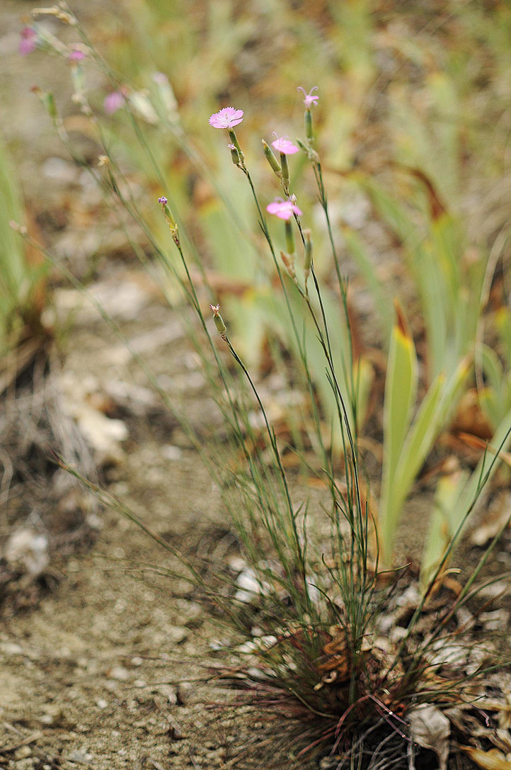 Dianthus sylvestris subsp. sylvestris / Garofano selvatico