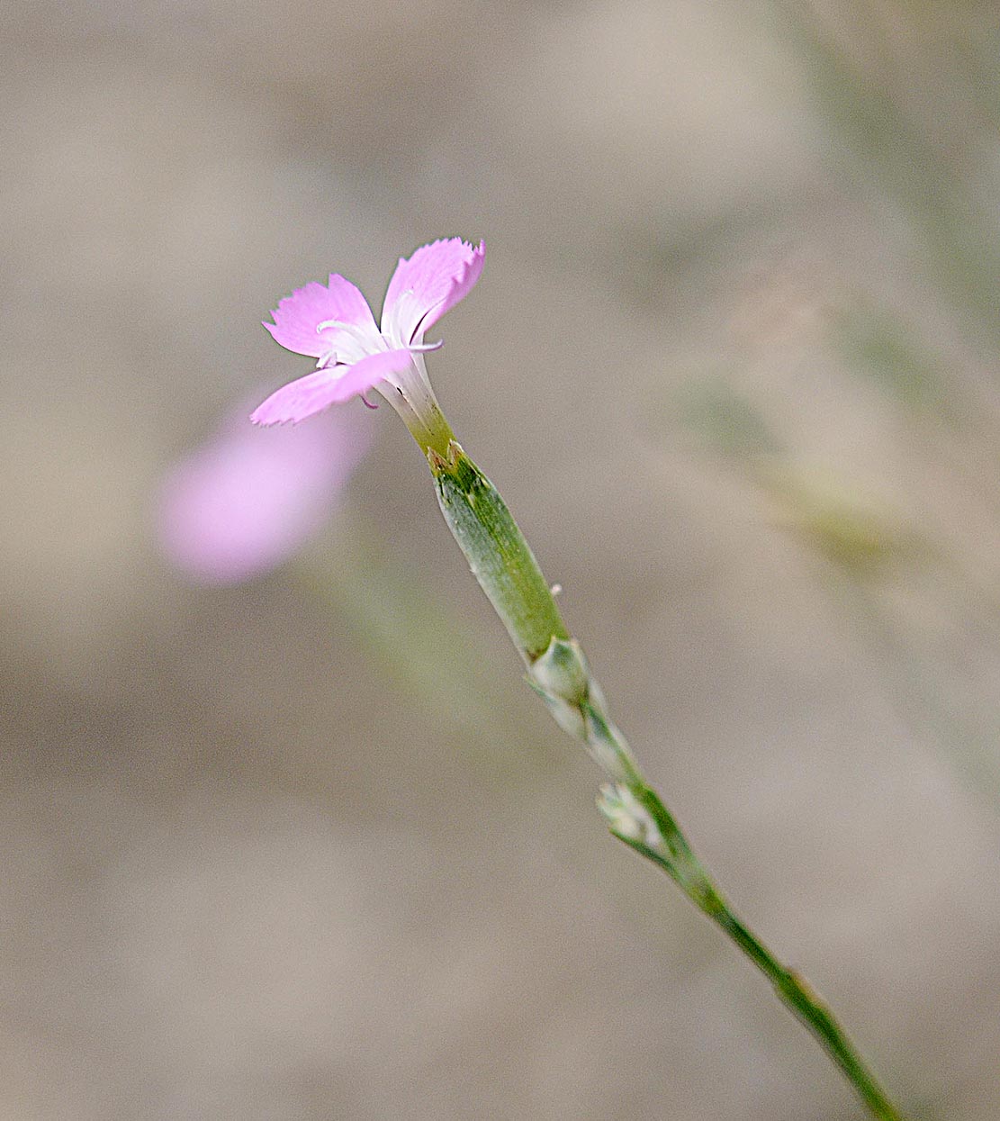 Dianthus sylvestris subsp. sylvestris / Garofano selvatico