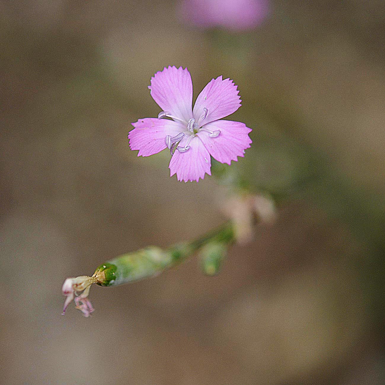 Dianthus sylvestris subsp. sylvestris / Garofano selvatico