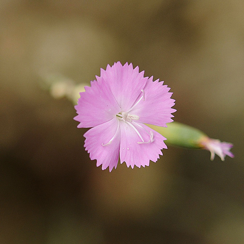 Dianthus sylvestris subsp. sylvestris / Garofano selvatico