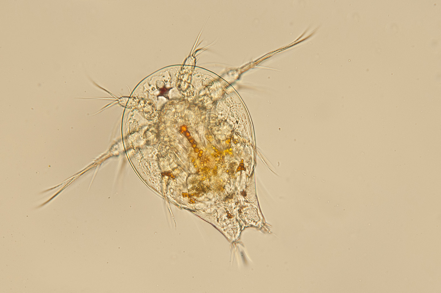Larva copepode