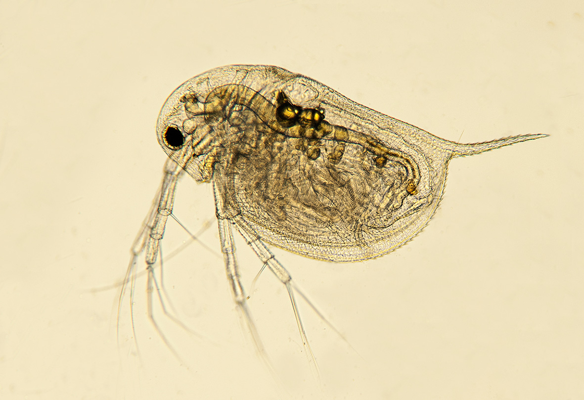 Euglena e dafnia