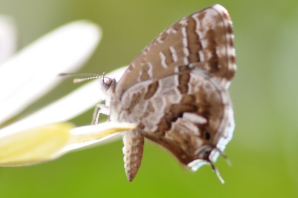 cacyreus marshalli ?