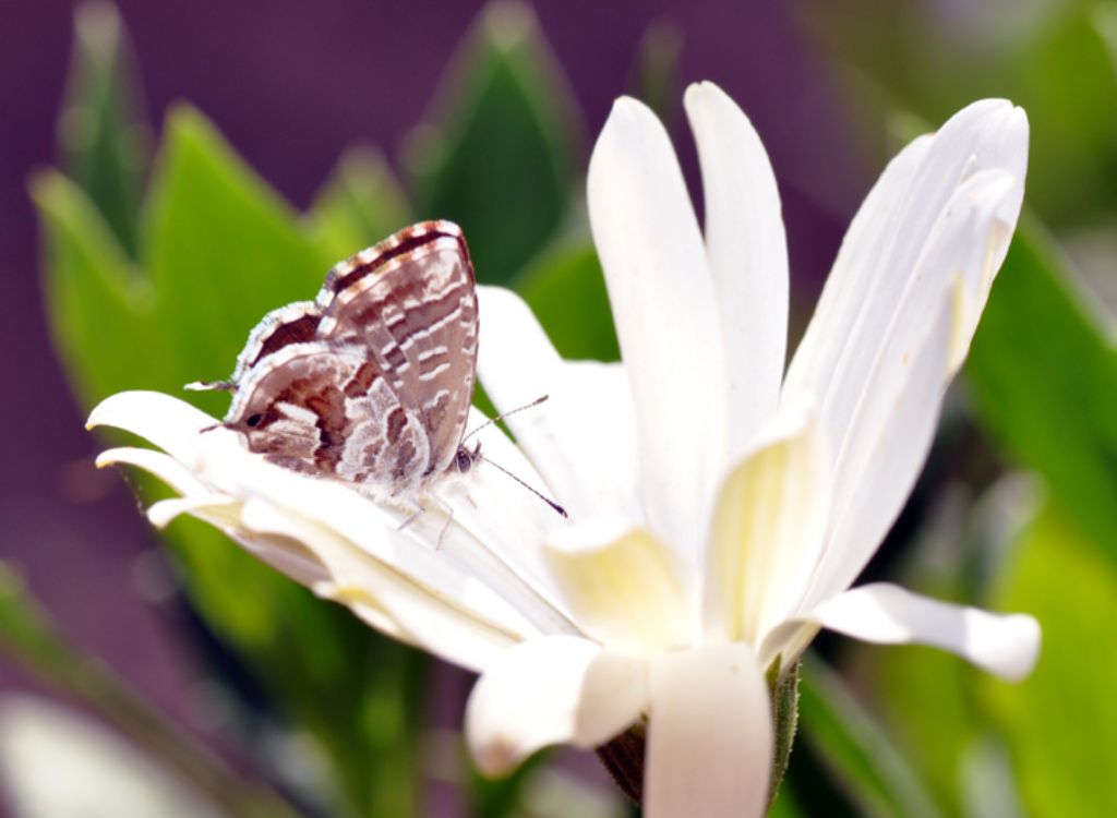 cacyreus marshalli ?