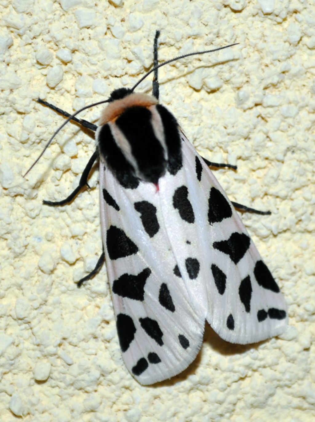 Arctia ? - Cymbalophora pudica