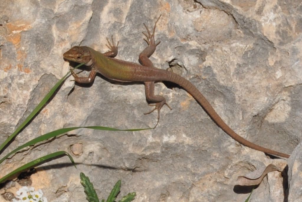 id lucertola