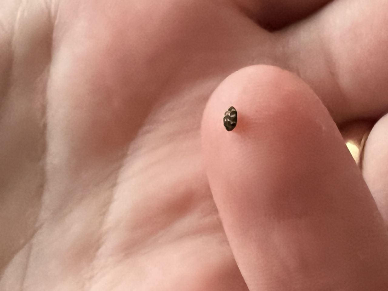 Piccoli ospiti da identificare