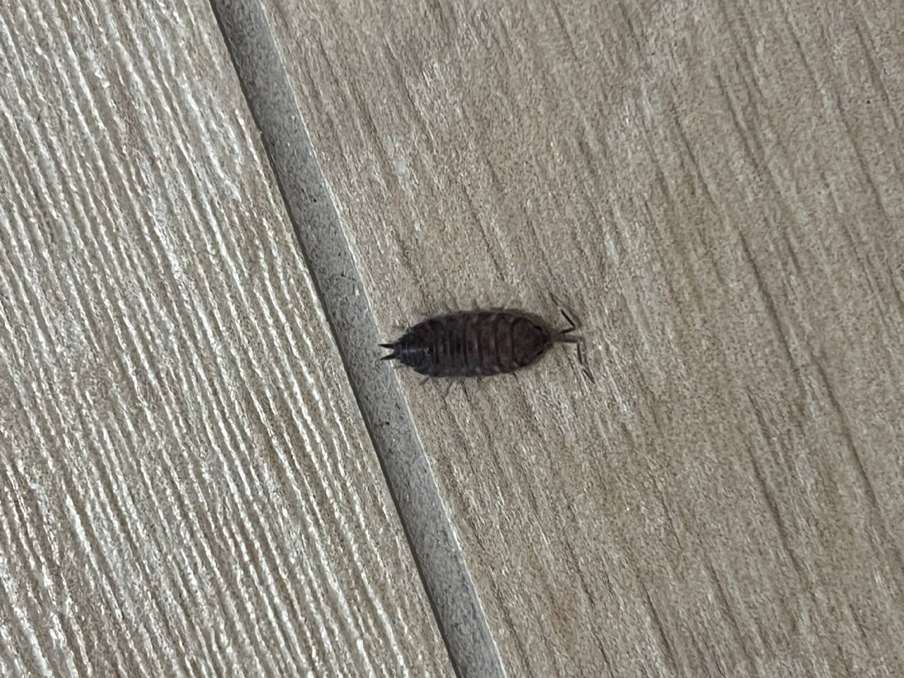 Piccoli ospiti da identificare