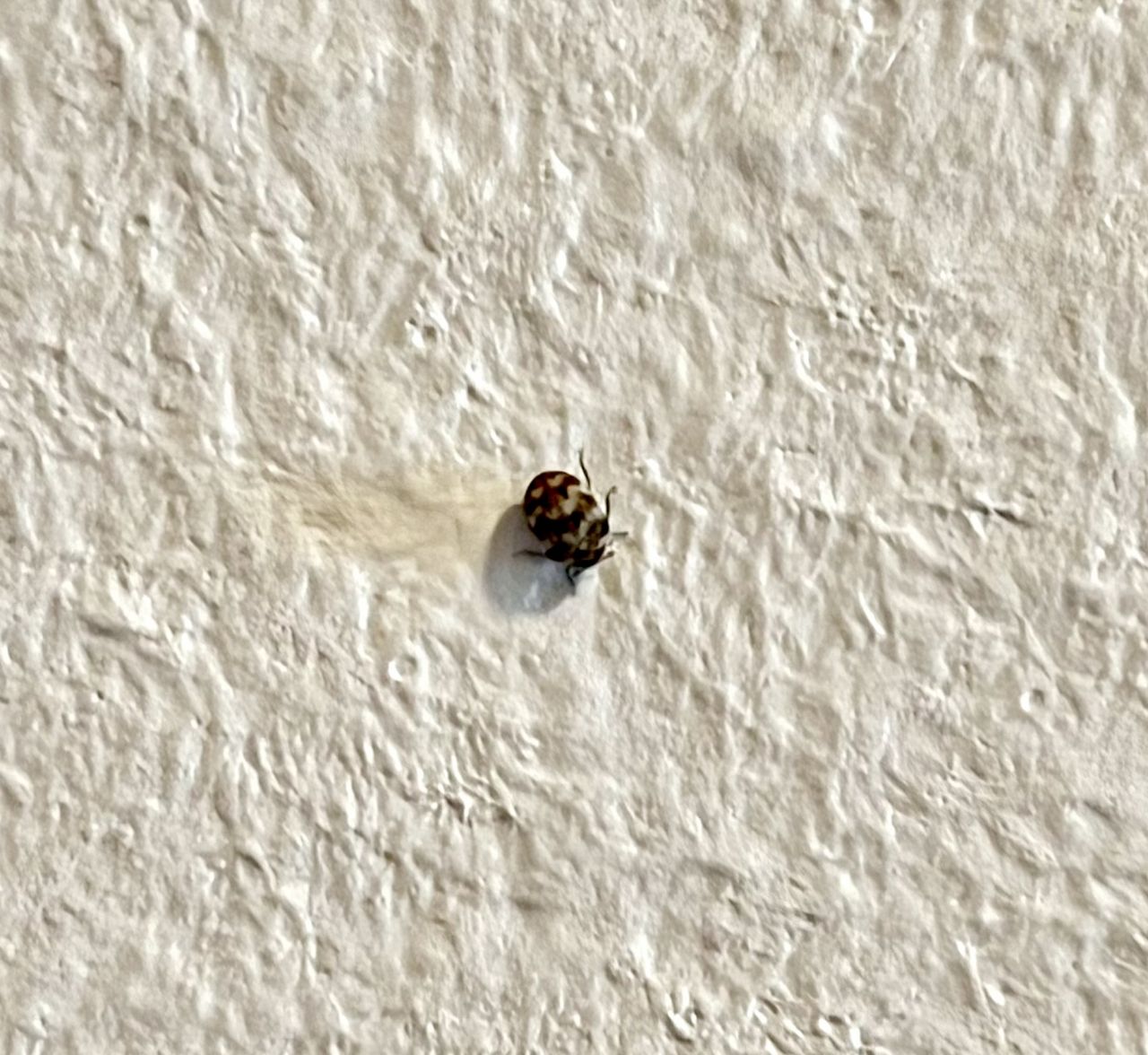 Piccoli ospiti da identificare