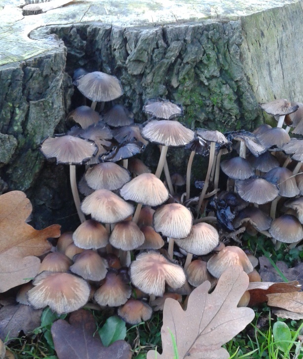 Coprinus silvaticus?