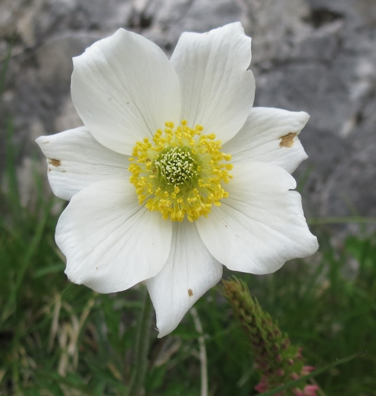 Pianta Monte Pasubio - Pulsatilla alpina