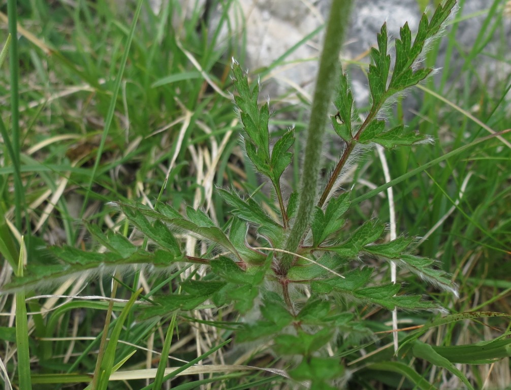 Pianta Monte Pasubio - Pulsatilla alpina