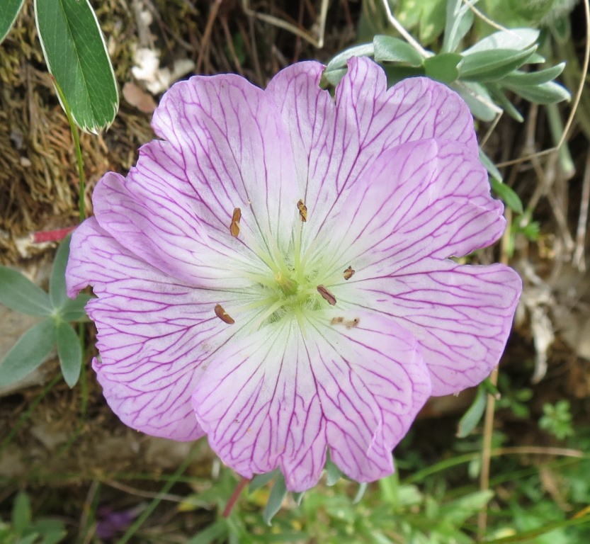 Pianta Monte Baldo - Geranium argenteum
