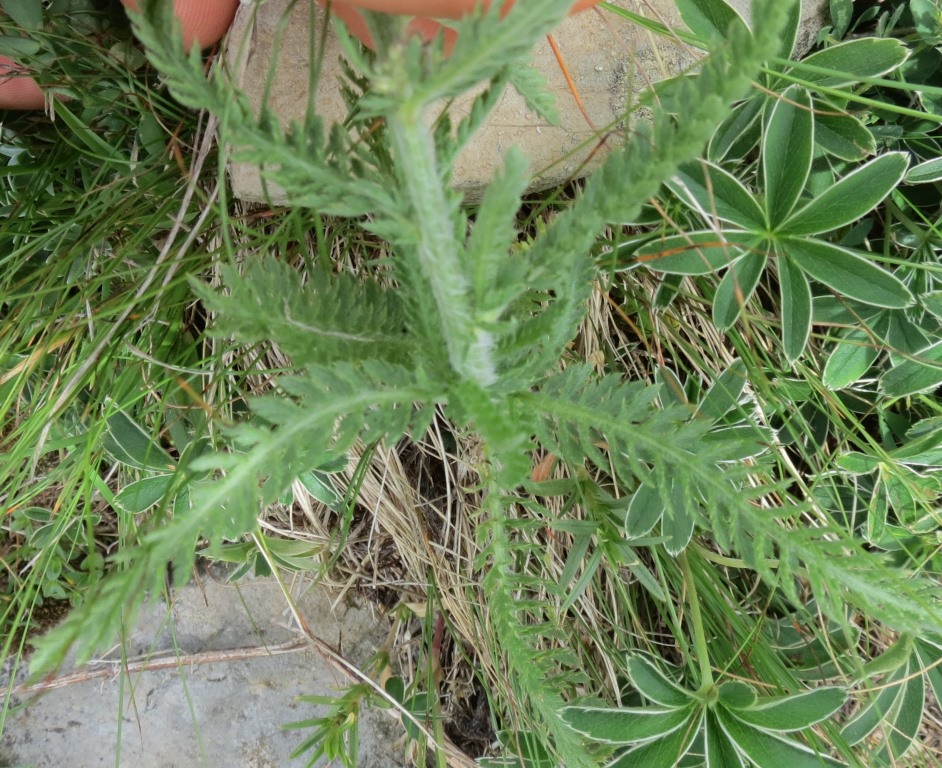 Pianta Monte Baldo - Achillea sp.