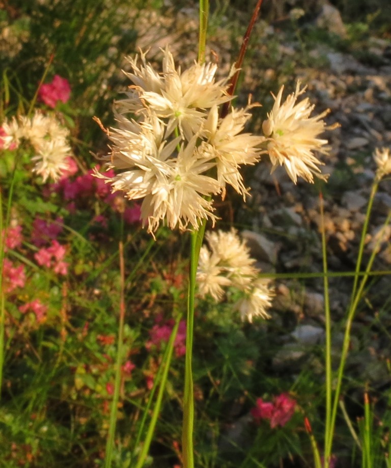 Pianta Monte Baldo - Luzula nivea