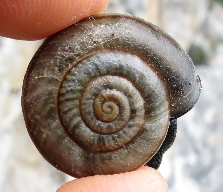 Chiocciola del  Monte Pasubio da determinare