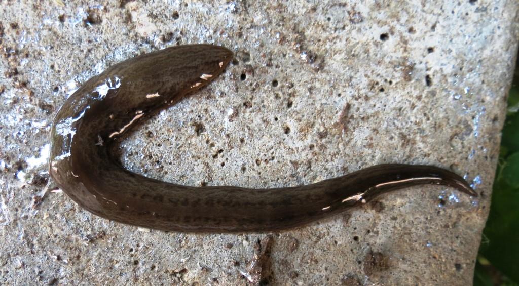 PLATYHELMINTHES: Geoplanidae: Obama nungara