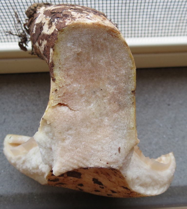 Russula sp. o Lactarius bertillonii
