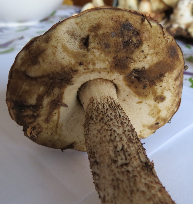 Boletus?