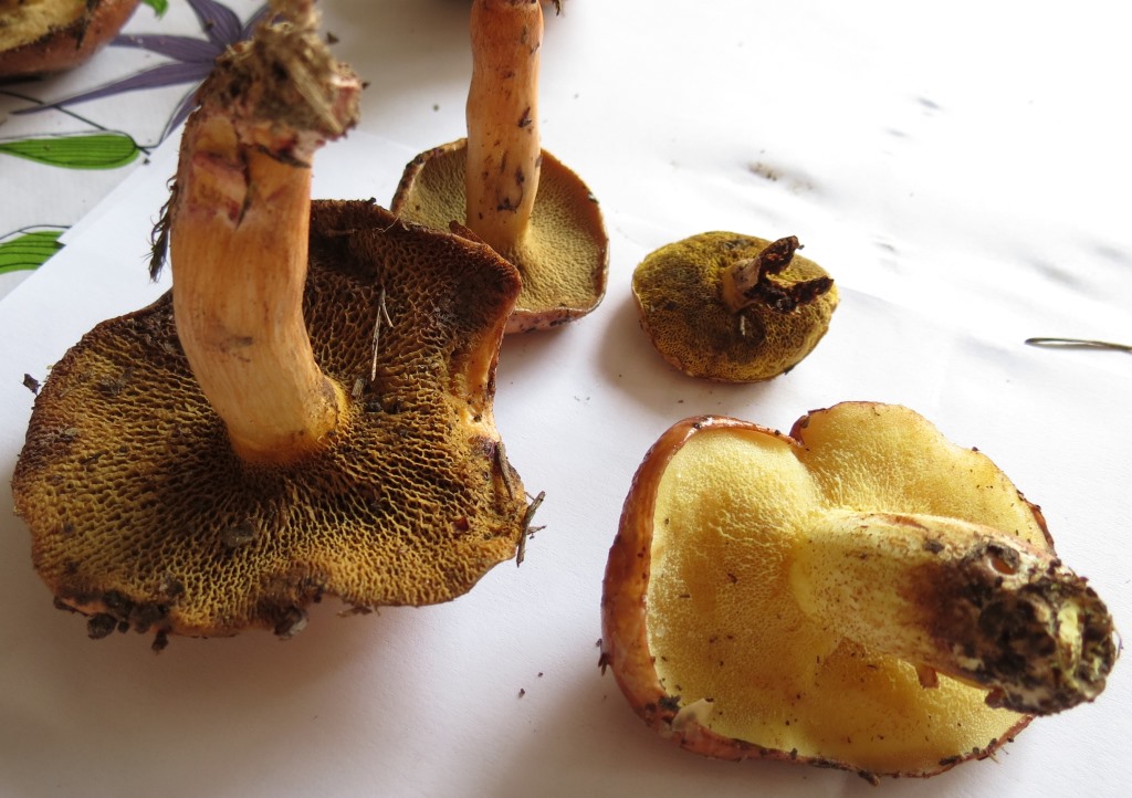 Suillus?