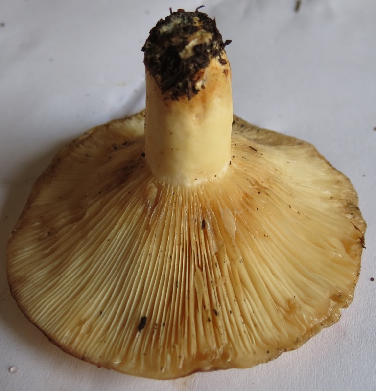 Lactarius?
