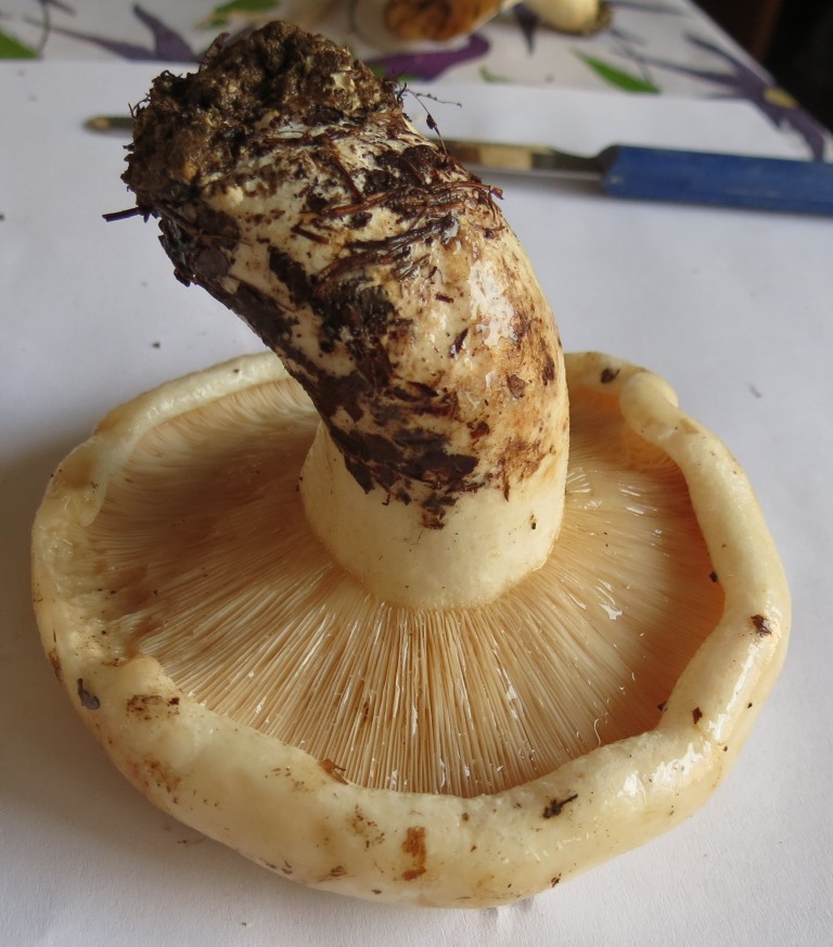 Russula sp. o Lactarius bertillonii