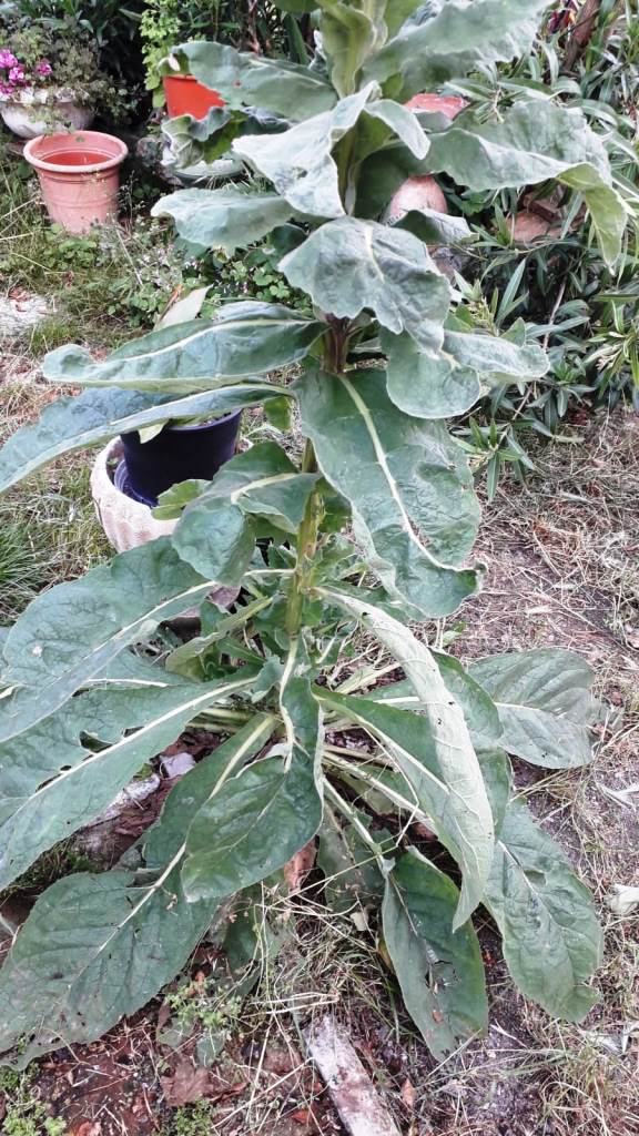 Pianta appennino modenese:  Verbascum sp.