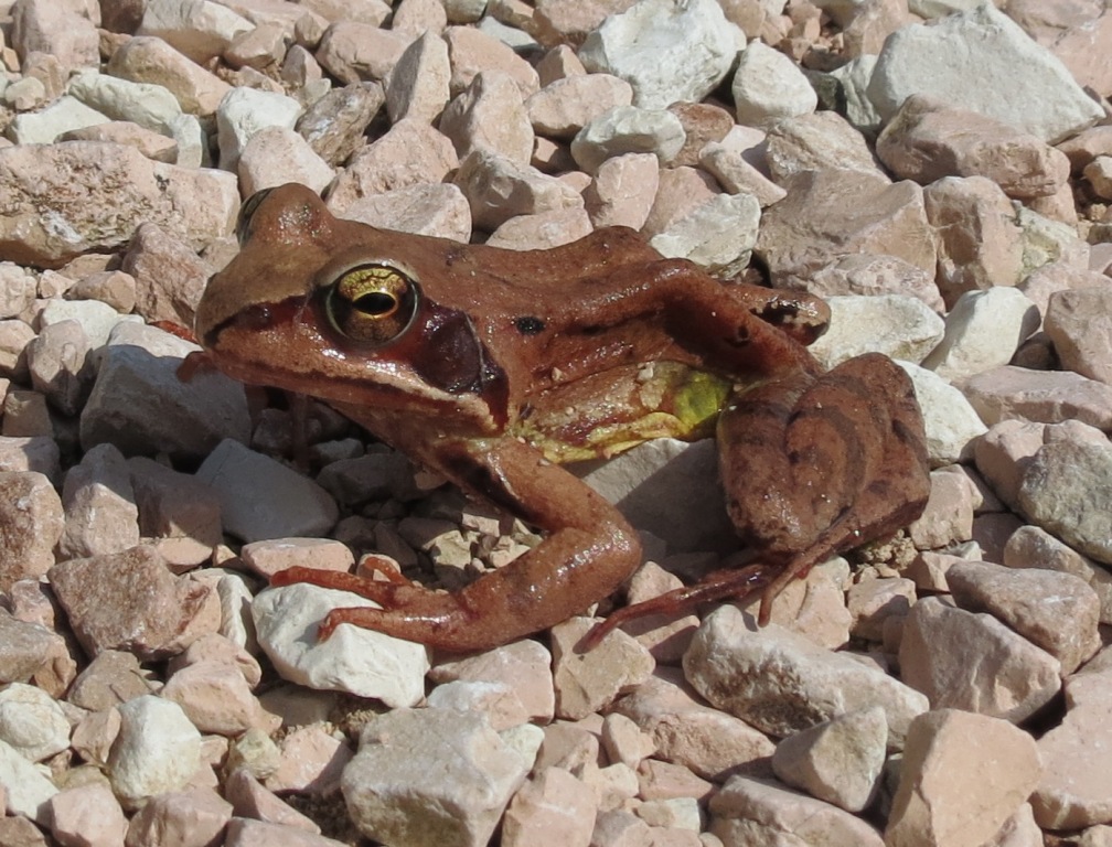 Rana rossa da identificare - Rana temporaria