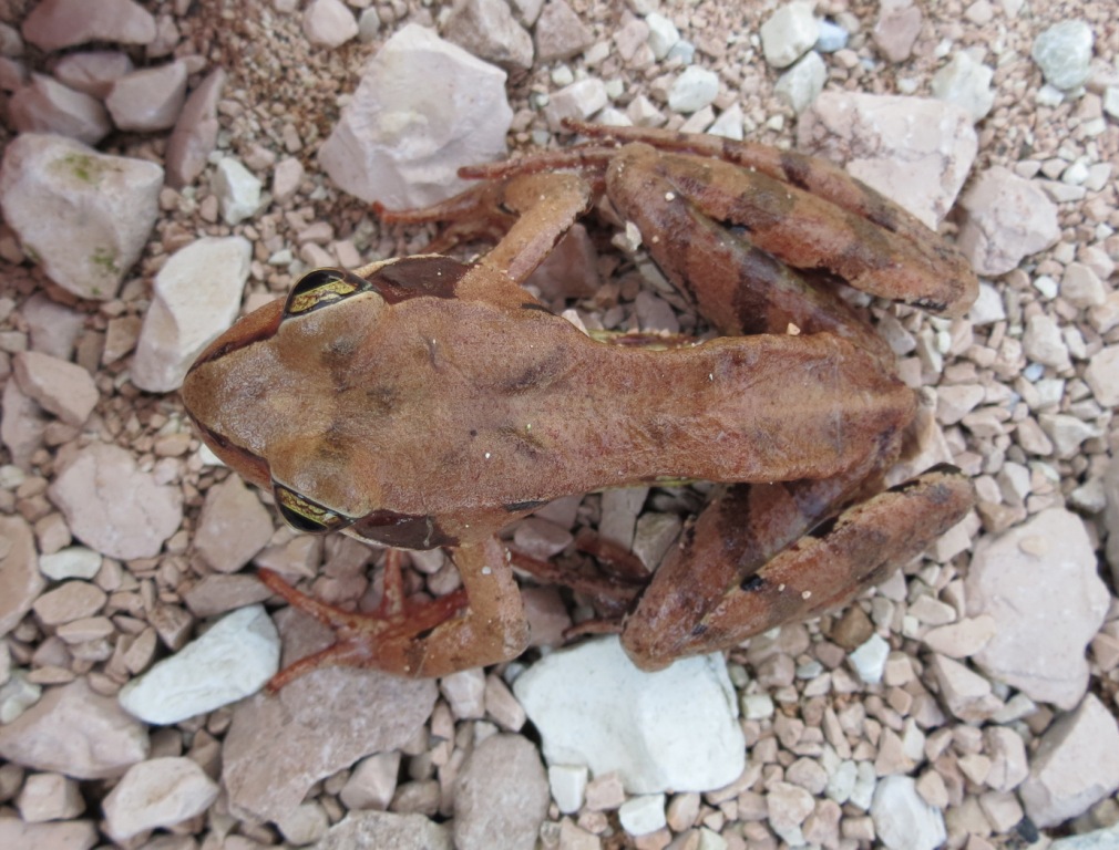 Rana rossa da identificare - Rana temporaria