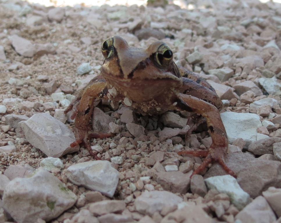 Rana rossa da identificare - Rana temporaria