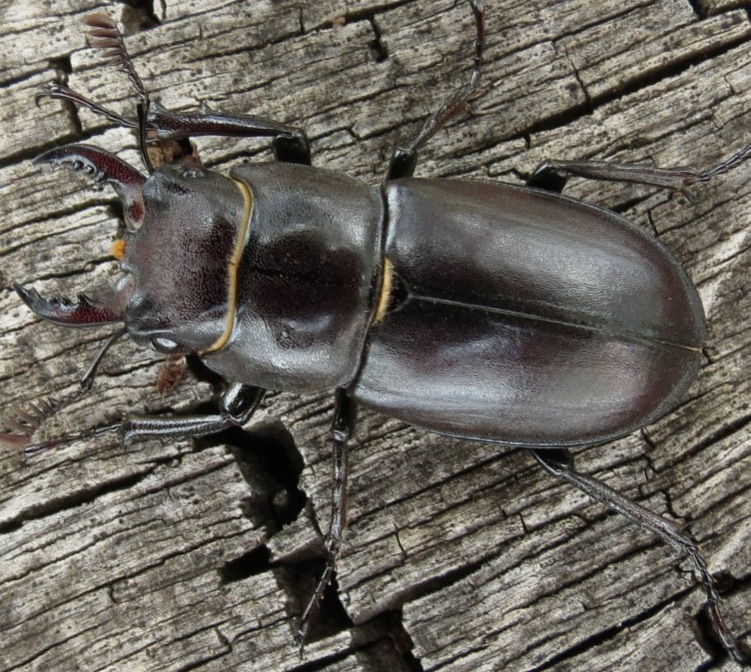 Lucanus tetraodon