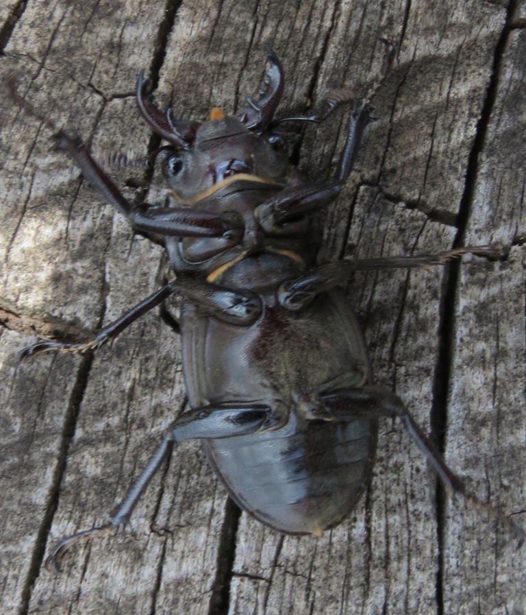 Lucanus tetraodon