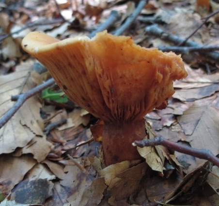 Funghi faggeta Monte Baldo