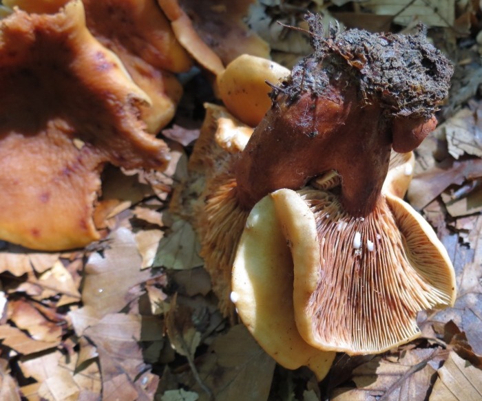 Funghi faggeta Monte Baldo