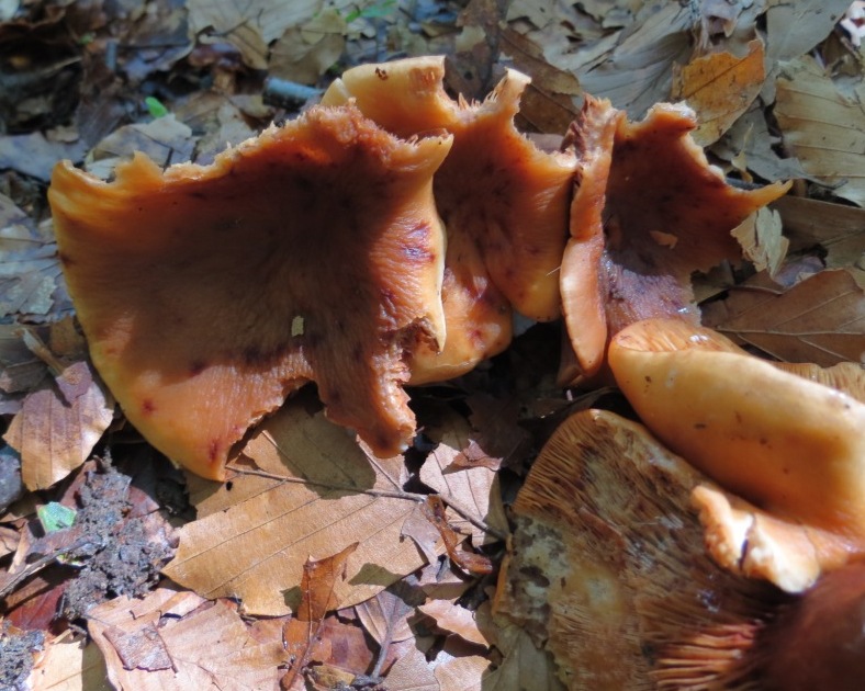 Funghi faggeta Monte Baldo