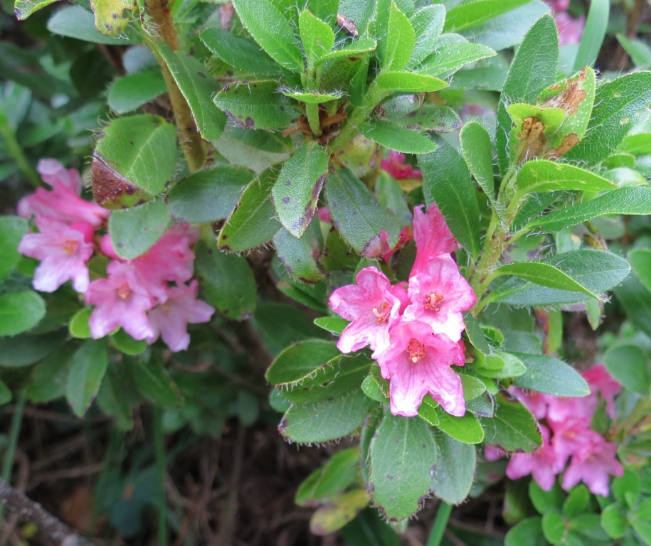 Monte Baldo - Rhododendron hirsutum