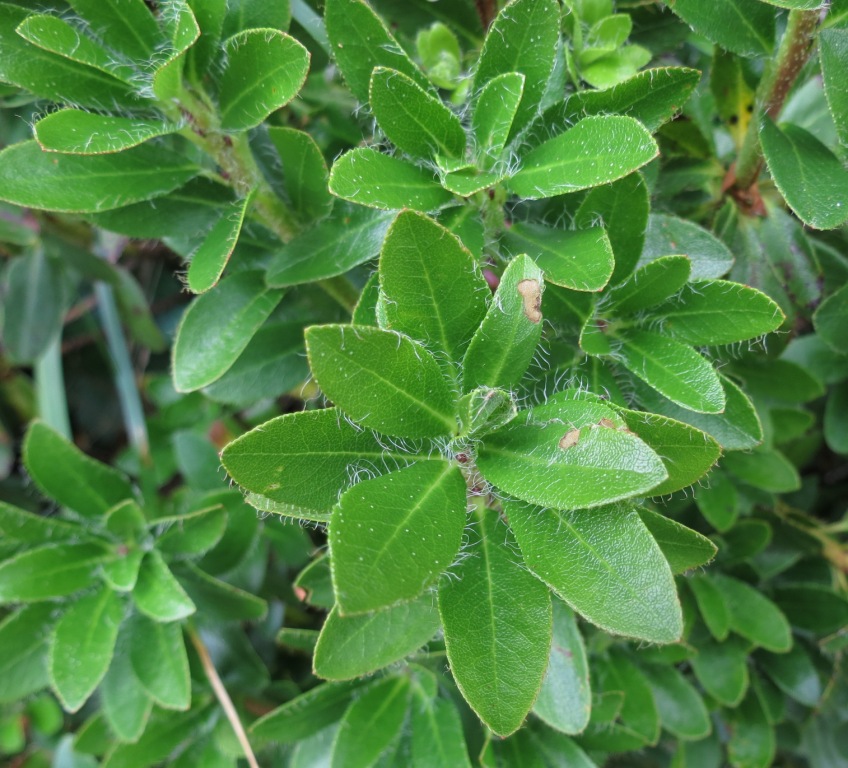 Monte Baldo - Rhododendron hirsutum
