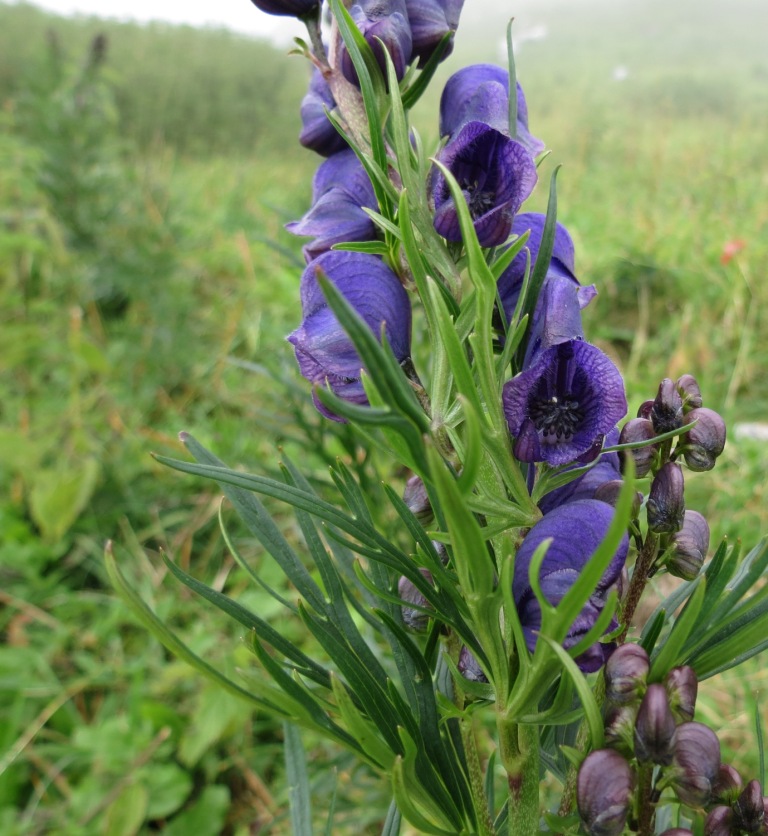 Monte Baldo - Aconitum napellus