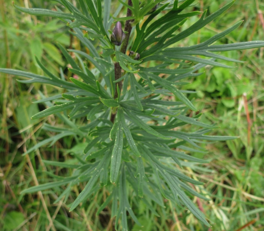Monte Baldo - Aconitum napellus