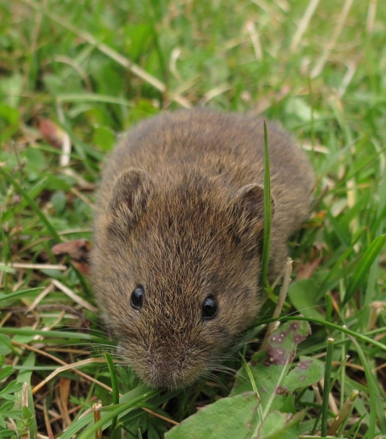 Microtus arvalis
