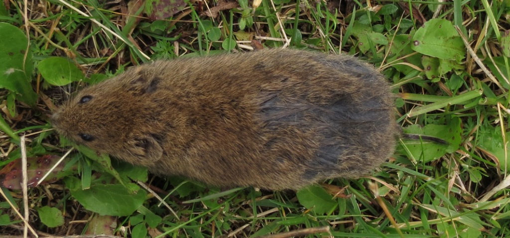 Microtus arvalis