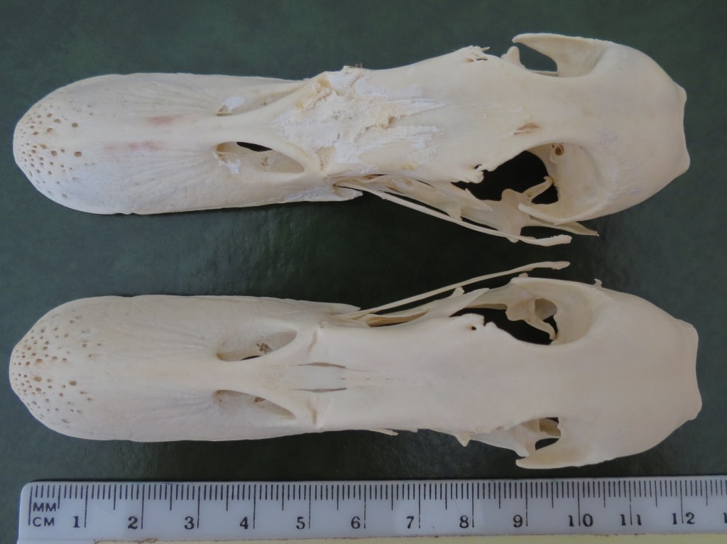 Cranio di Anatide da identificare