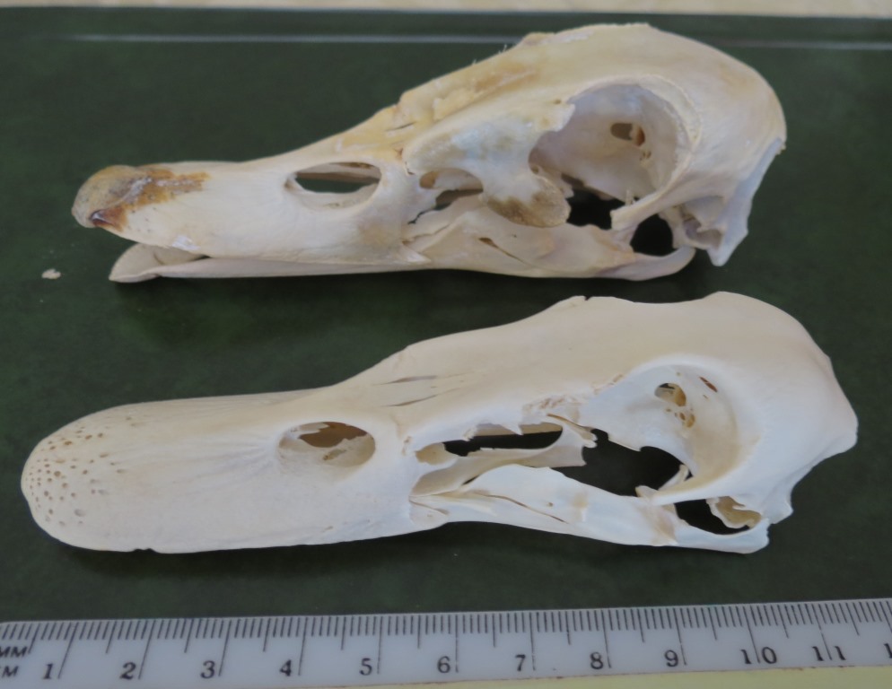 Cranio di Anatide da identificare
